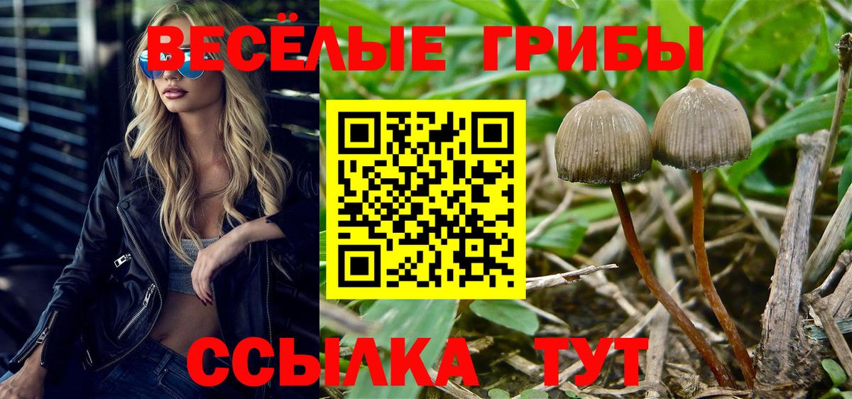 Псилоцибиновые грибы Psilocybine cubensis Партизанск